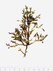 Ericaria selaginoides
