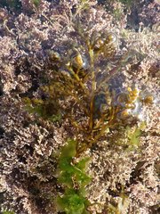 Ericaria selaginoides