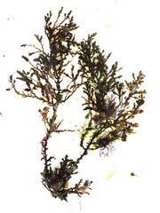 Ericaria selaginoides