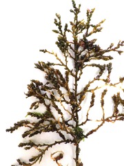Ericaria selaginoides