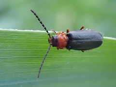 Silis ruficollis