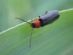 Silis ruficollis