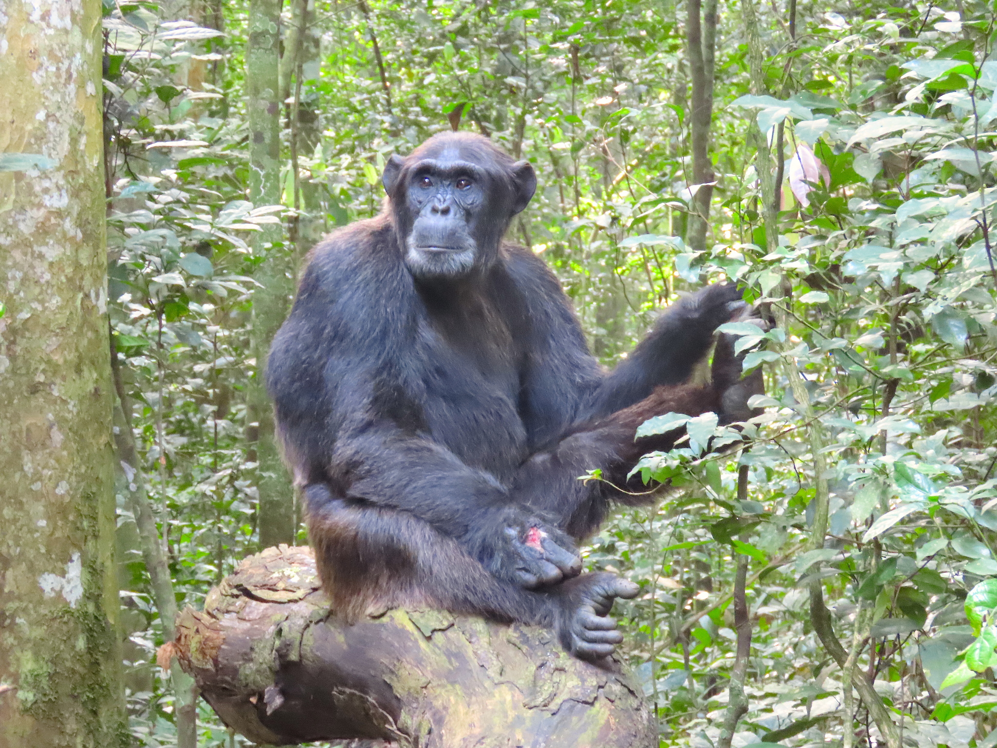 Chimpanzé chimpanzé macaco rosto cabeça macaco (Pan troglodytes) também  conhecido como um chimpanzé comum fotos, imagens de © cheekylorns2 #61296459