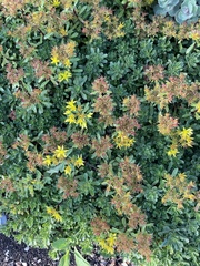 Phedimus kamtschaticus