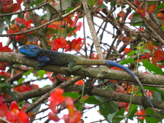 Acanthocercus atricollis