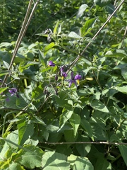 Solanum dulcamara