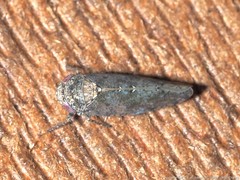 Paraphlepsius tennessus