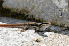 Sphenomorphus incognitus