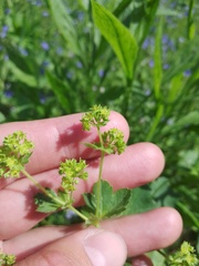 Alchemilla propinqua