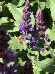 Apis mellifera
