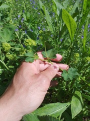 Alchemilla propinqua
