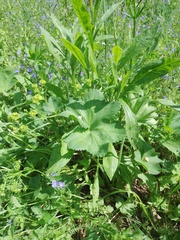 Alchemilla propinqua