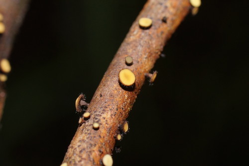 Hymenotorrendiella clelandii image