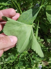 Alchemilla propinqua