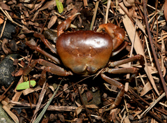 Geothelphusa pingtung