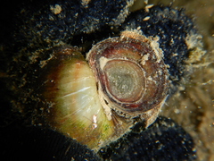 Viviparus ater