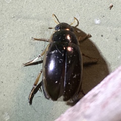 Tropisternus lateralis