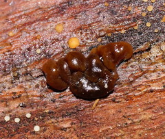 Phaeotremella fimbriata