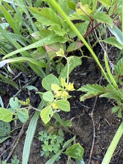 Rhynchosia difformis