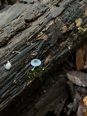 Mycena cyanocephala