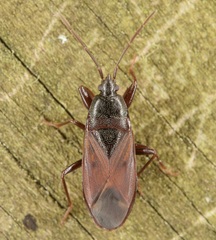 Eremocoris depressus