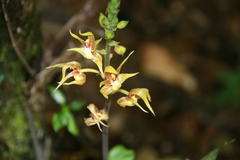 Plocoglottis plicata