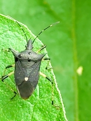 Proxys punctulatus