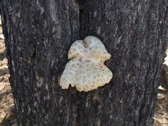 Neolentinus ponderosus