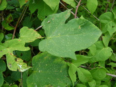 Ipomoea suaveolens