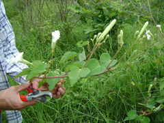 Ipomoea suaveolens