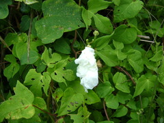 Ipomoea suaveolens