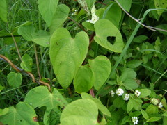 Ipomoea suaveolens