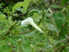 Ipomoea suaveolens