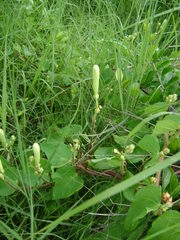 Ipomoea suaveolens