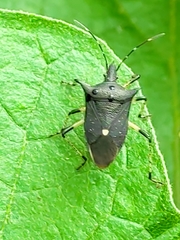 Proxys punctulatus