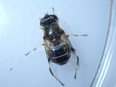 Eristalis picea