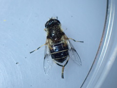 Eristalis picea