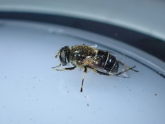 Eristalis picea