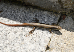 Sphenomorphus incognitus