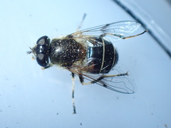 Eristalis picea