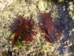 Metacallophyllis laciniata