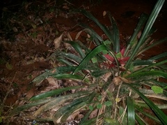 Dendrophryniscus imitator