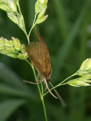 Hydropsyche angustipennis