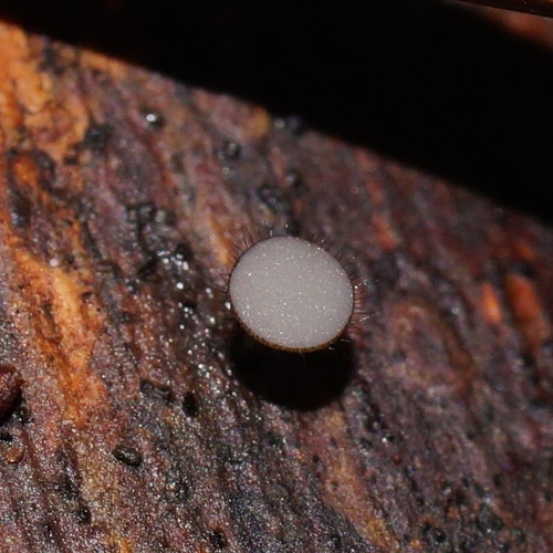 Hymenotorrendiella clelandii image