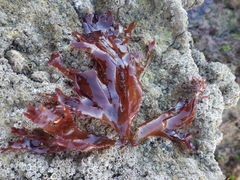 Metacallophyllis laciniata