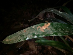 Dendrophryniscus imitator