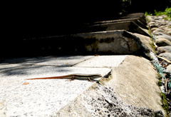 Sphenomorphus incognitus