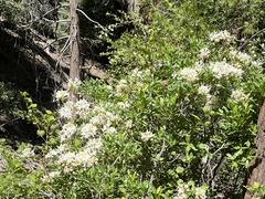 Rhododendron occidentale