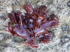 Metacallophyllis laciniata