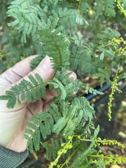 Acacia pubescens